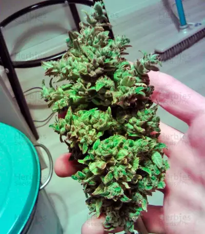 Triple Cheese Seeds - Cannabis Strain Seeds for Sale