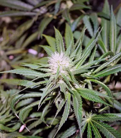 Super Haze Seeds