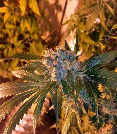Afghan Kush X White Widow feminized seeds