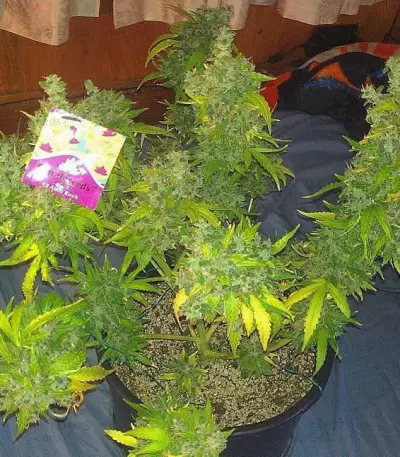 Auto Kush Seeds (Female Seeds)