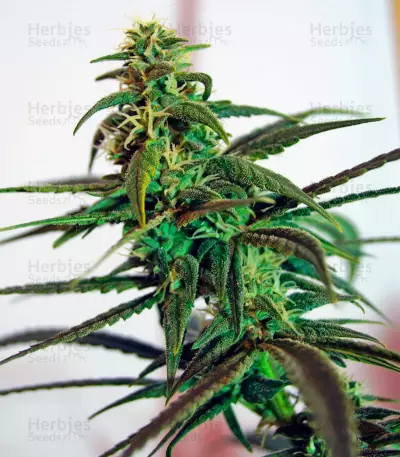 Semi femminizzati di Bad Azz Kush