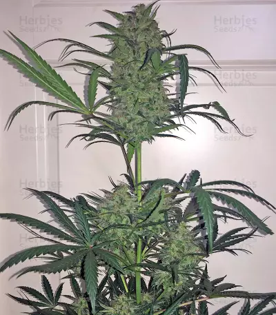 Blue Kush weed strain