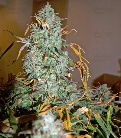 Critical Jack Autoflowering Seeds