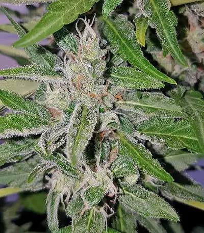Deep Purple Haze Auto feminized seeds