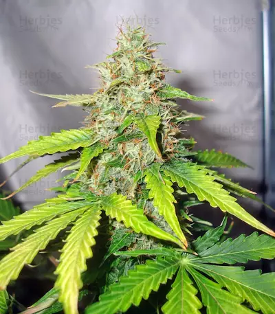 Graines de cannabis Buddha Deimos Auto (Buddha Seeds)