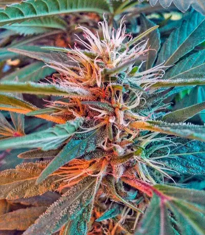 Graines de cannabis Dutch Kush (Paradise Seeds)