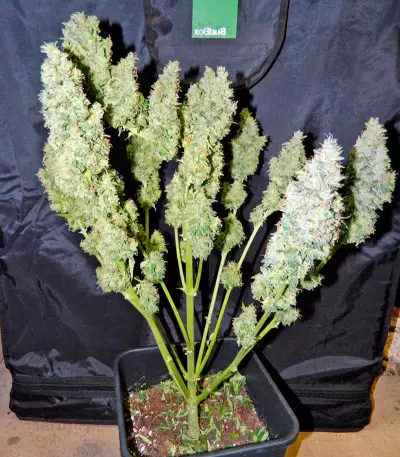 Ginger Punch Auto feminized seeds