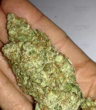 Honey Rock (Sumo Seeds)