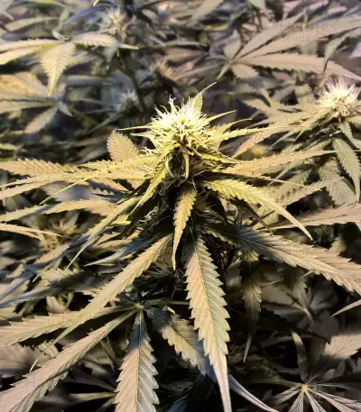 Semi femminizzati di Lemon Kush (Semi femminili)
