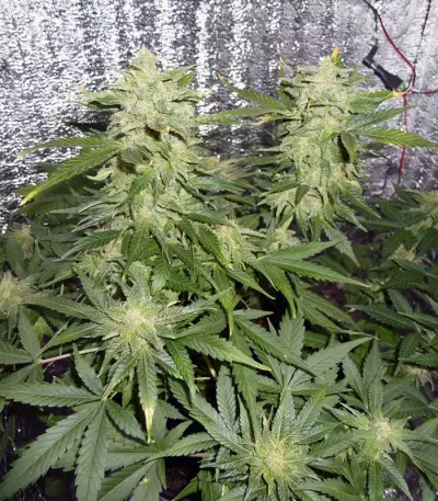 Northern Express Auto feminized seeds
