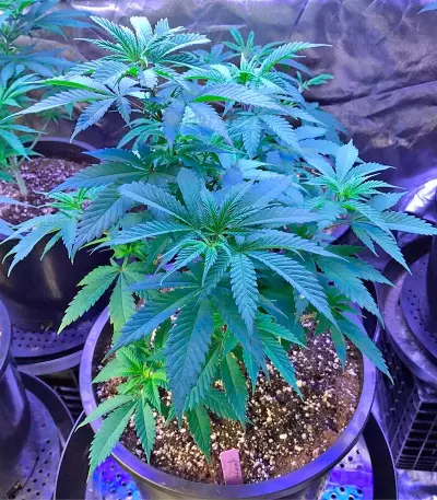 Graines de cannabis Original Amnesia (Dinafem Seeds)