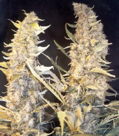 Skunk Special (Female Seeds)