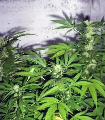 Super Critical (GHS)