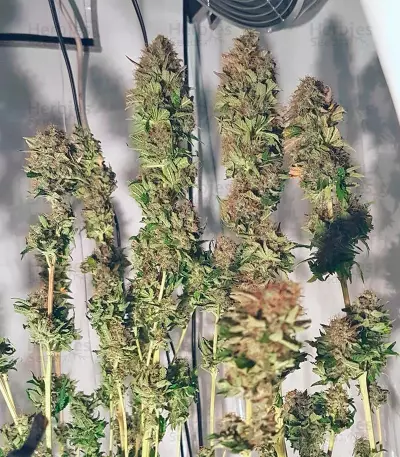 Acid Seeds