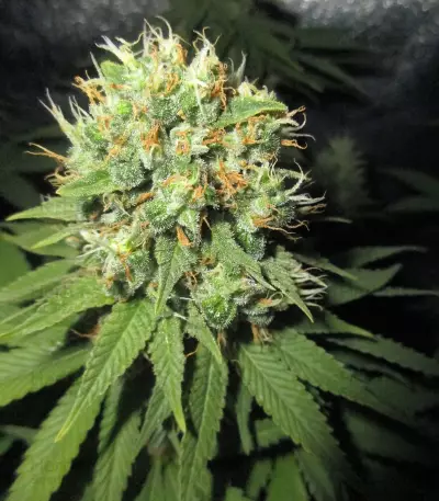 Green Gelato Seeds