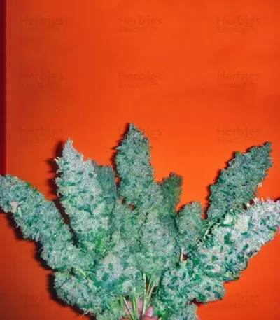 Jack La Mota Seeds