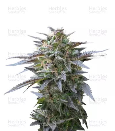 Blue Mystic feminized seeds (Royal Queen Seeds)