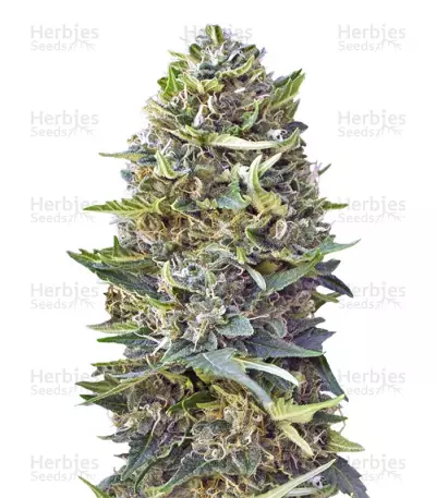 Buy Caramel Kush feminized seeds