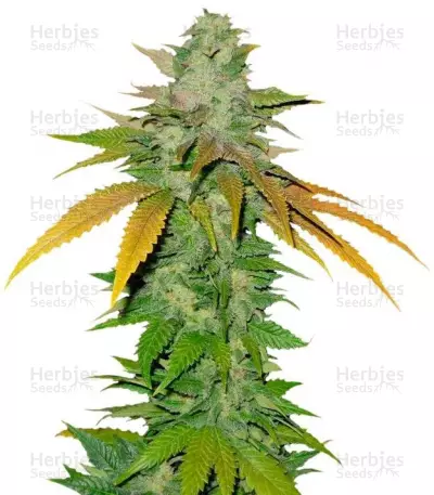 Buy TNT Kush feminized seeds