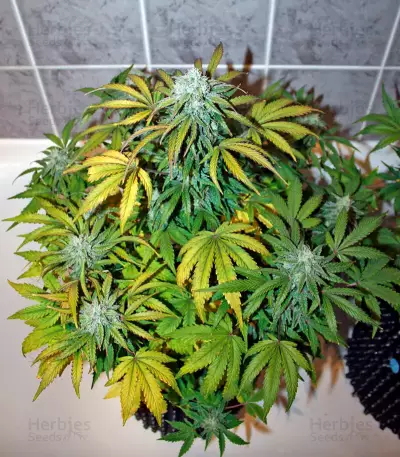 Baby Boom Auto Seeds