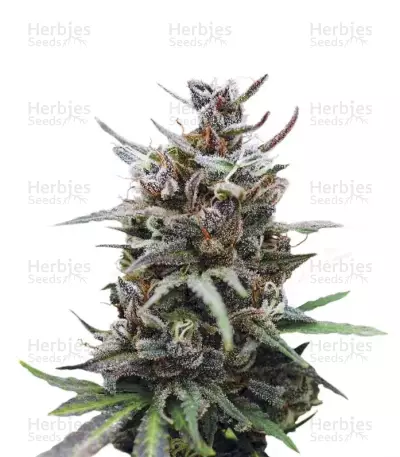 Baby Boom Auto (Kannabia Seeds)