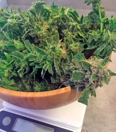 Graines de cannabis Lemon OG Haze Auto (Nirvana Seeds)