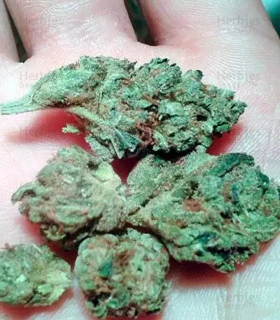 OG Kush feminized seeds (Dinafem Seeds)