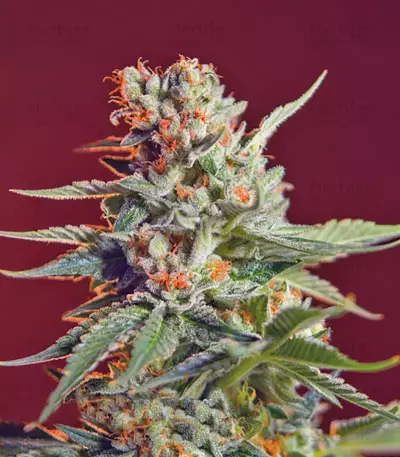 Graines de cannabis San Fernando Lemon Kush (Sweet Seeds)