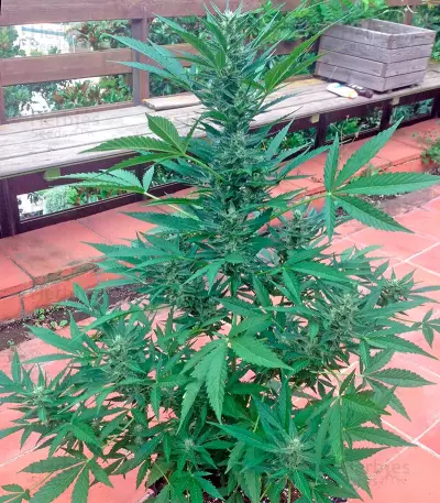 00 Hashchis (00 Cheese) Seeds