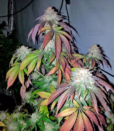 Amnesia Kush Seeds
