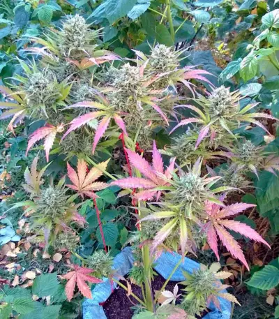 Auto Whiteberry (Paradise Seeds)
