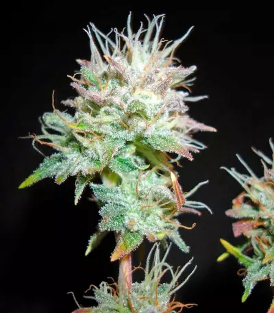 Bubba Kush 2.0 Seeds