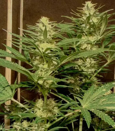 Critical Sensi Star (Delicious Seeds)
