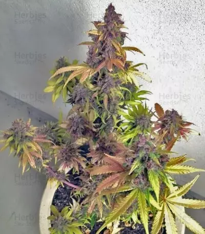 Crystal METH Auto Seeds