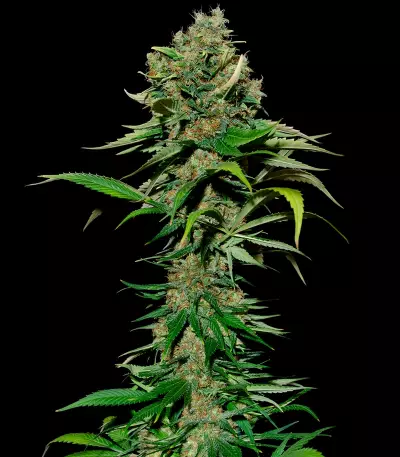 Excalibur (Eva Seeds)