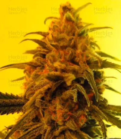 Fruity Chronic Juice Seeds