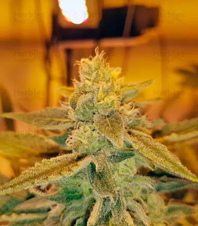 Glueberry O.G. feminized seeds