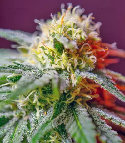 Killer Kush F1 Fast Version Seeds
