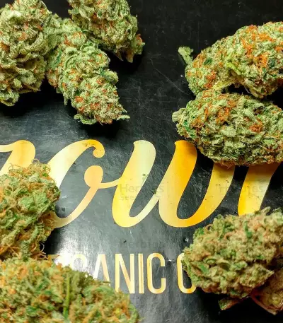 Kripple Shock strain