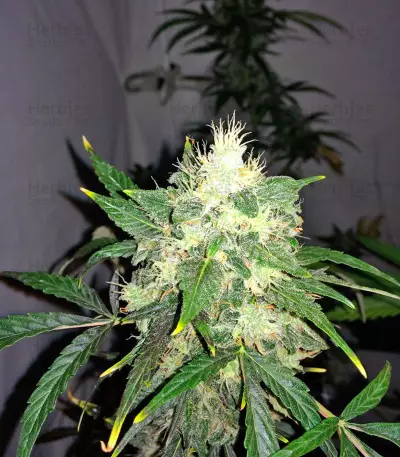 Semi femminizzati OG Kush Automatic