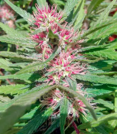 Serious 6 regular seeds