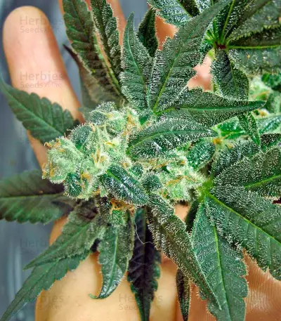 Venus Flytrap feminized seeds