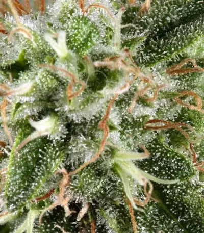 White Rhino Feminized Seeds