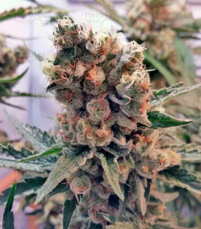 Green Poison Seeds