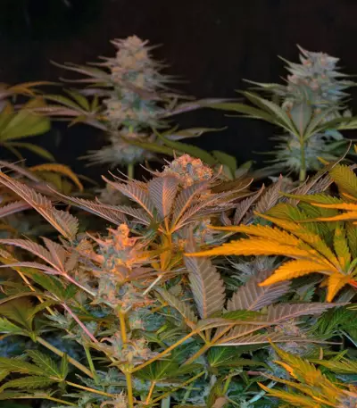 Jack 47 F1 Fast Version Seeds