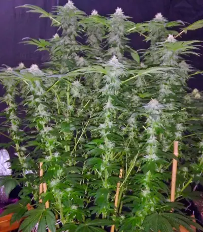 Graines de cannabis Kaia Kush (GHS)