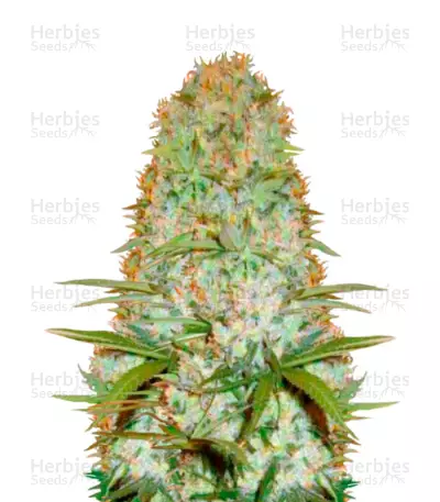 Graines de cannabis Red Russian XXL (Victory Seeds)