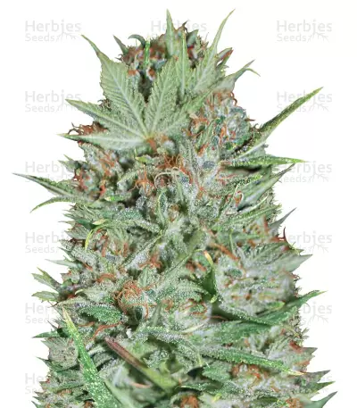 Graines de cannabis Wembley (Pyramid Seeds)
