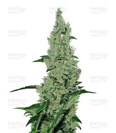 Graines de cannabis Y Griega (Medical Seeds)