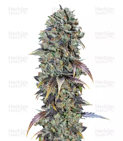 Buy Chocolate Cream feminized seeds